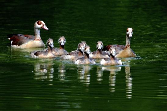 Nilgans mit Nachwuchs - Wildpark Alte Fasanerie Klein Auheim 2015