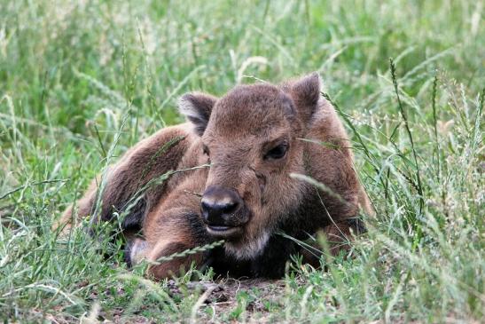 Wisent Kalb Wildpark Alte Fasanerie Klein Auheim 2015