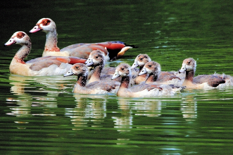 Foto des Monats Mai 2026 Nilgans mit 7 Jungtieren Wildpark Alte Fasanerie Klein Auheim