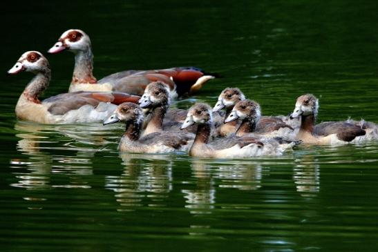 Nilgans mit Nachwuchs - Wildpark Alte Fasanerie Klein Auheim 2015