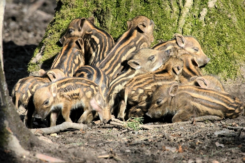 Foto des Monats März 2025 Wildschwein Frischlinge einen Tag alt Wildpark Alte Fasanerie