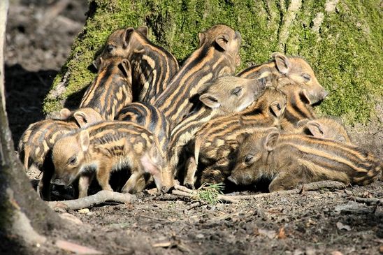 Foto des Monats März 2025 Wildschwein Frischlinge einen Tag alt Wildpark Alte Fasanerie