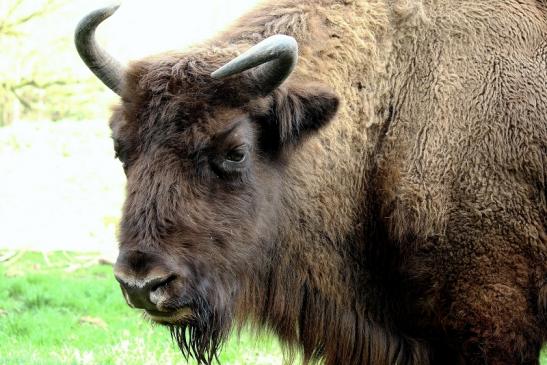 Wisent Wildpark Alte Fasanerie Klein Auheim 2016