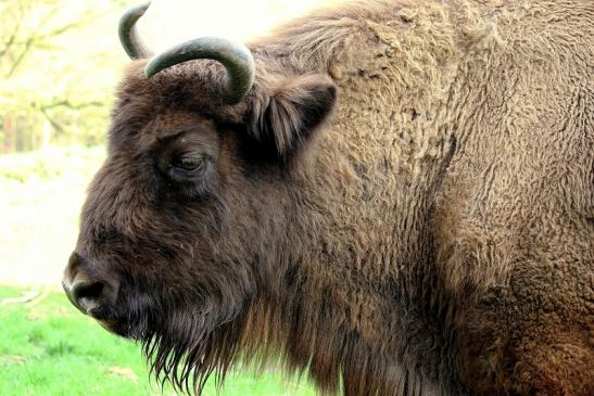 Wisent Wildpark Alte Fasanerie Klein Auheim 2016