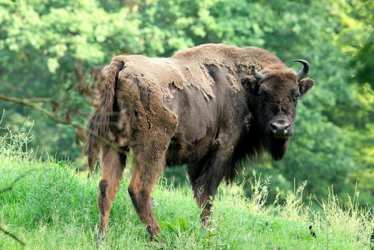 Wisent Wildpark Alte Fasanerie Klein Auheim 2016