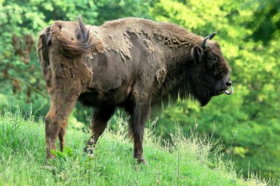 Wisent Wildpark Alte Fasanerie Klein Auheim 2016