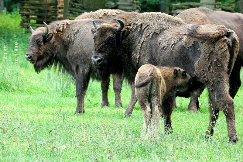Wisent mit Kalb Wildpark Alte Fasanerie Klein Auheim 2016