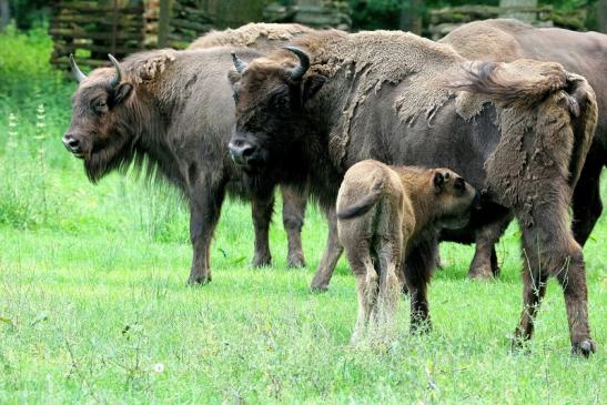 Wisent mit Kalb Wildpark Alte Fasanerie Klein Auheim 2016