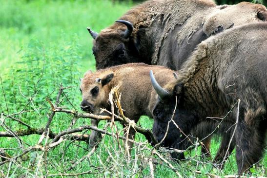 Wisent mit Kalb Wildpark Alte Fasanerie Klein Auheim 2016