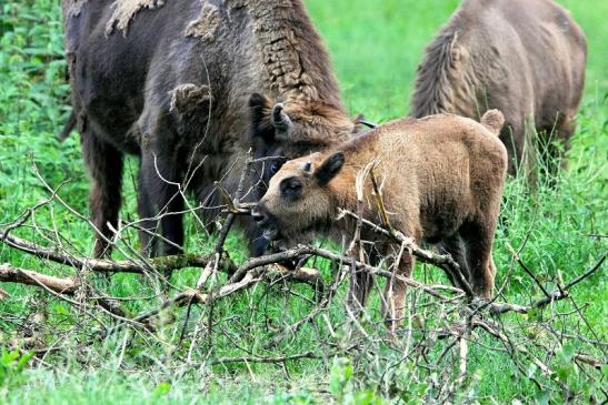 Wisent mit Kalb Wildpark Alte Fasanerie Klein Auheim 2016