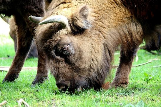 Wisent Wildpark Alte Fasanerie Klein Auheim 2016