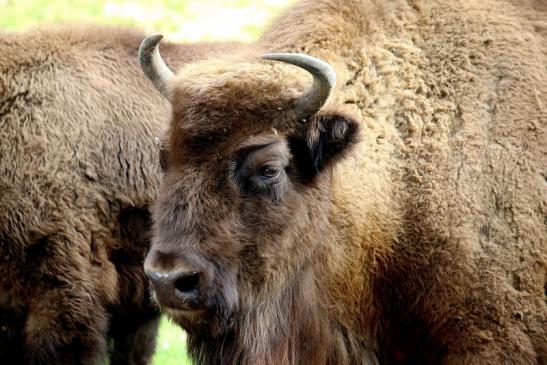 Wisent Wildpark Alte Fasanerie Klein Auheim 2016