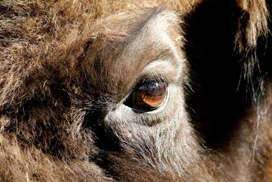 Wisent Wildpark Alte Fasanerie Klein Auheim 2016