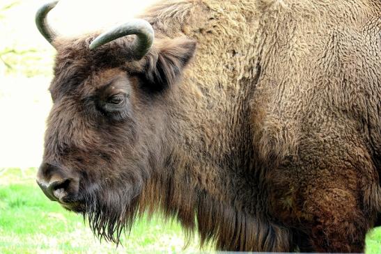 Wisent Wildpark Alte Fasanerie Klein Auheim 2016