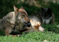 Wildpark Bad Mergentheim