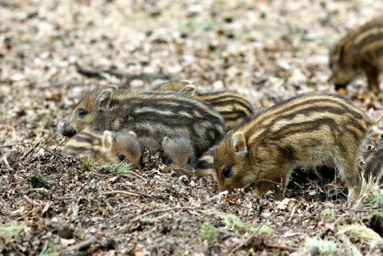 Wildschwein Frischling Wildpark Alte Fasanerie Klein Auheim 2017