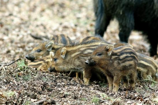 Wildschwein Frischling Wildpark Alte Fasanerie Klein Auheim 2017