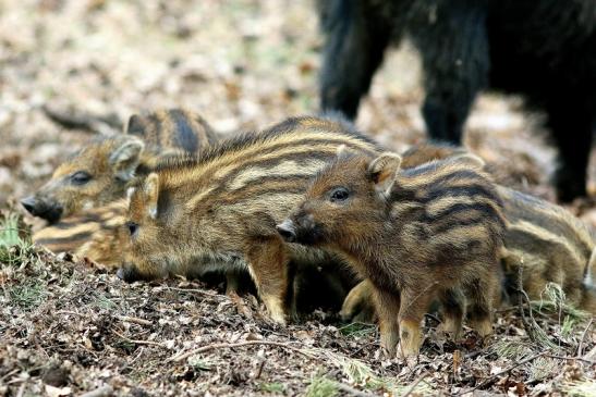 Wildschwein Frischling Wildpark Alte Fasanerie Klein Auheim 2017