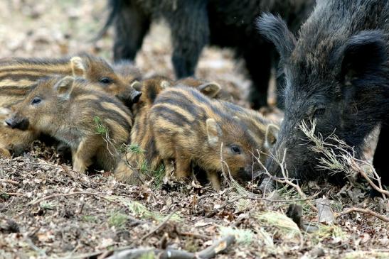 Wildschwein Frischling Wildpark Alte Fasanerie Klein Auheim 2017