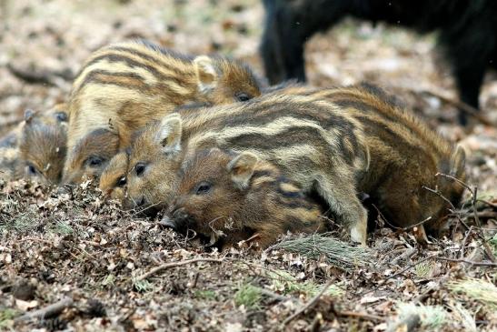 Wildschwein Frischling Wildpark Alte Fasanerie Klein Auheim 2017