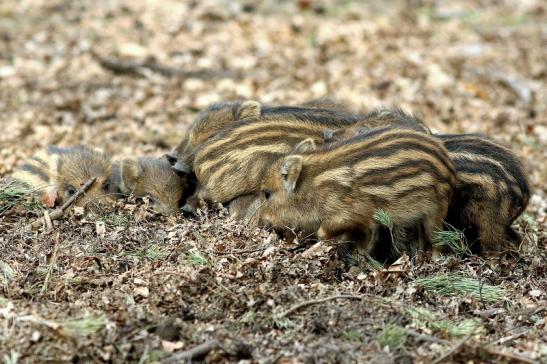 Wildschwein Frischling Wildpark Alte Fasanerie Klein Auheim 2017