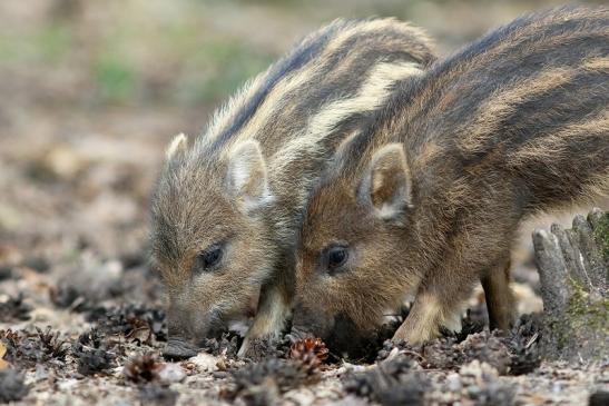 Wildschwein Frischling Wildpark Alte Fasanerie Klein Auheim 2017