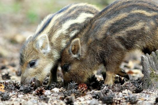 Wildschwein Frischling Wildpark Alte Fasanerie Klein Auheim 2017