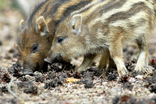 Wildschwein Frischling Wildpark Alte Fasanerie Klein Auheim 2017