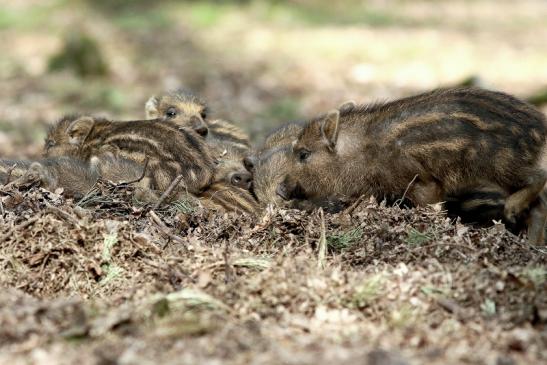 Wildschwein Frischling Wildpark Alte Fasanerie Klein Auheim 2017