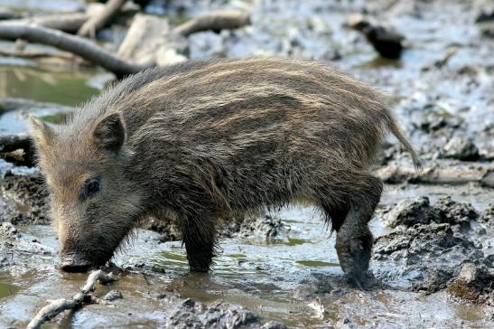 Wildschwein Frischling Wildpark Alte Fasanerie Klein Auheim 2017