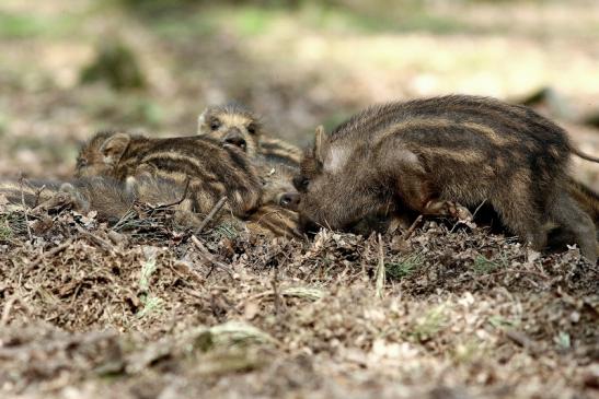 Wildschwein Frischling Wildpark Alte Fasanerie Klein Auheim 2017