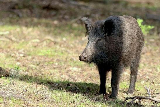 Wildschwein Wildpark Alte Fasanerie Klein Auheim 2017