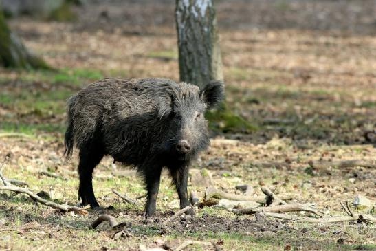 Wildschwein Wildpark Alte Fasanerie Klein Auheim 2017