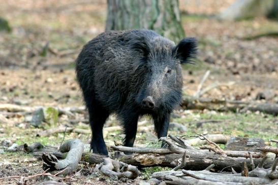 Wildschwein Wildpark Alte Fasanerie Klein Auheim 2017