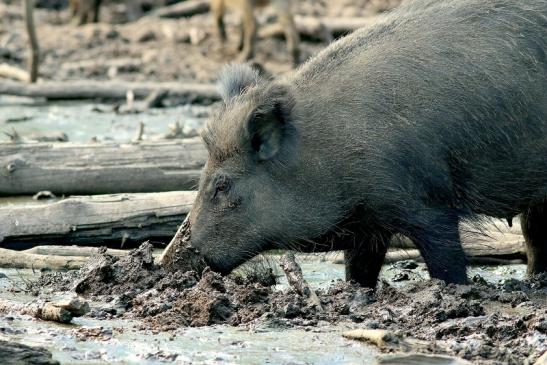 Wildschwein Wildpark Alte Fasanerie Klein Auheim 2017