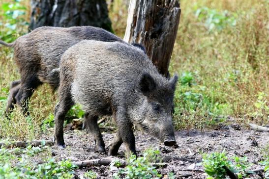 Wildschwein Wildpark Alte Fasanerie Klein Auheim 2017