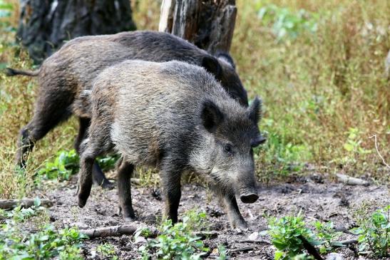 Wildschwein Wildpark Alte Fasanerie Klein Auheim 2017