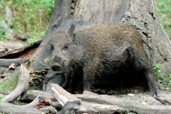 Wildschwein Wildpark Alte Fasanerie Klein Auheim 2017