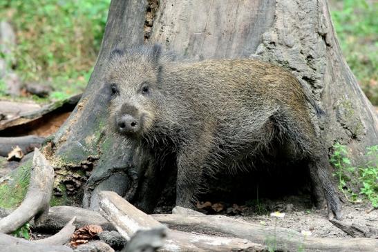 Wildschwein Wildpark Alte Fasanerie Klein Auheim 2017