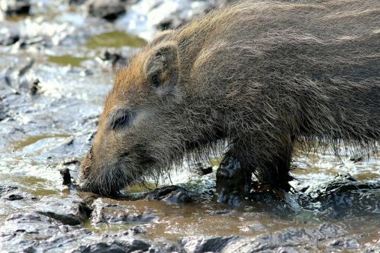 Wildschwein Frischling Wildpark Alte Fasanerie Klein Auheim 2017