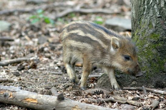 Wildschwein Frischling Wildpark Alte Fasanerie Klein Auheim 2017