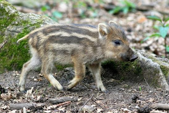 Wildschwein Frischling Wildpark Alte Fasanerie Klein Auheim 2017