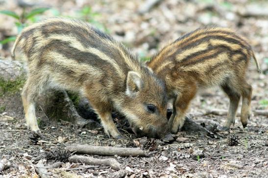 Wildschwein Frischling Wildpark Alte Fasanerie Klein Auheim 2017