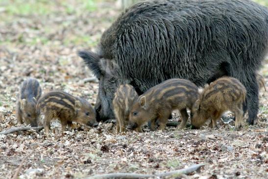 Wildschwein Bache mit Frischling Wildpark Alte Fasanerie Klein Auheim 2017