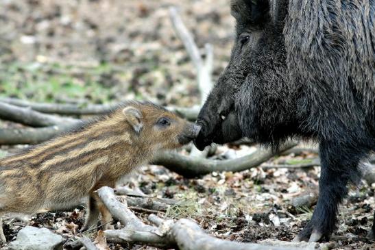 Wildschwein Bache mit Frischling Wildpark Alte Fasanerie Klein Auheim 2017