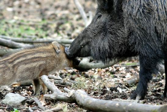 Wildschwein Bache mit Frischling Wildpark Alte Fasanerie Klein Auheim 2017