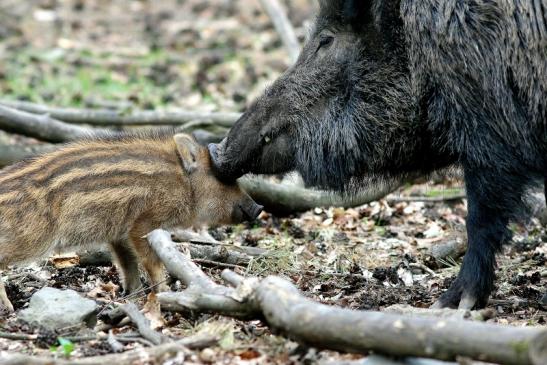 Wildschwein Bache mit Frischling Wildpark Alte Fasanerie Klein Auheim 2017