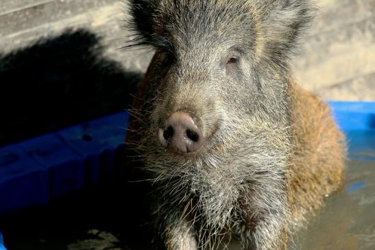 Wildschwein in der Badewanne! Opel Zoo Kronberg 2016