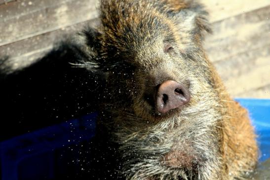 Wildschwein in der Badewanne! Opel Zoo Kronberg 2016