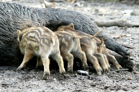 Wildschwein Bache mit Frischling Wildpark Alte Fasanerie Klein Auheim 2018